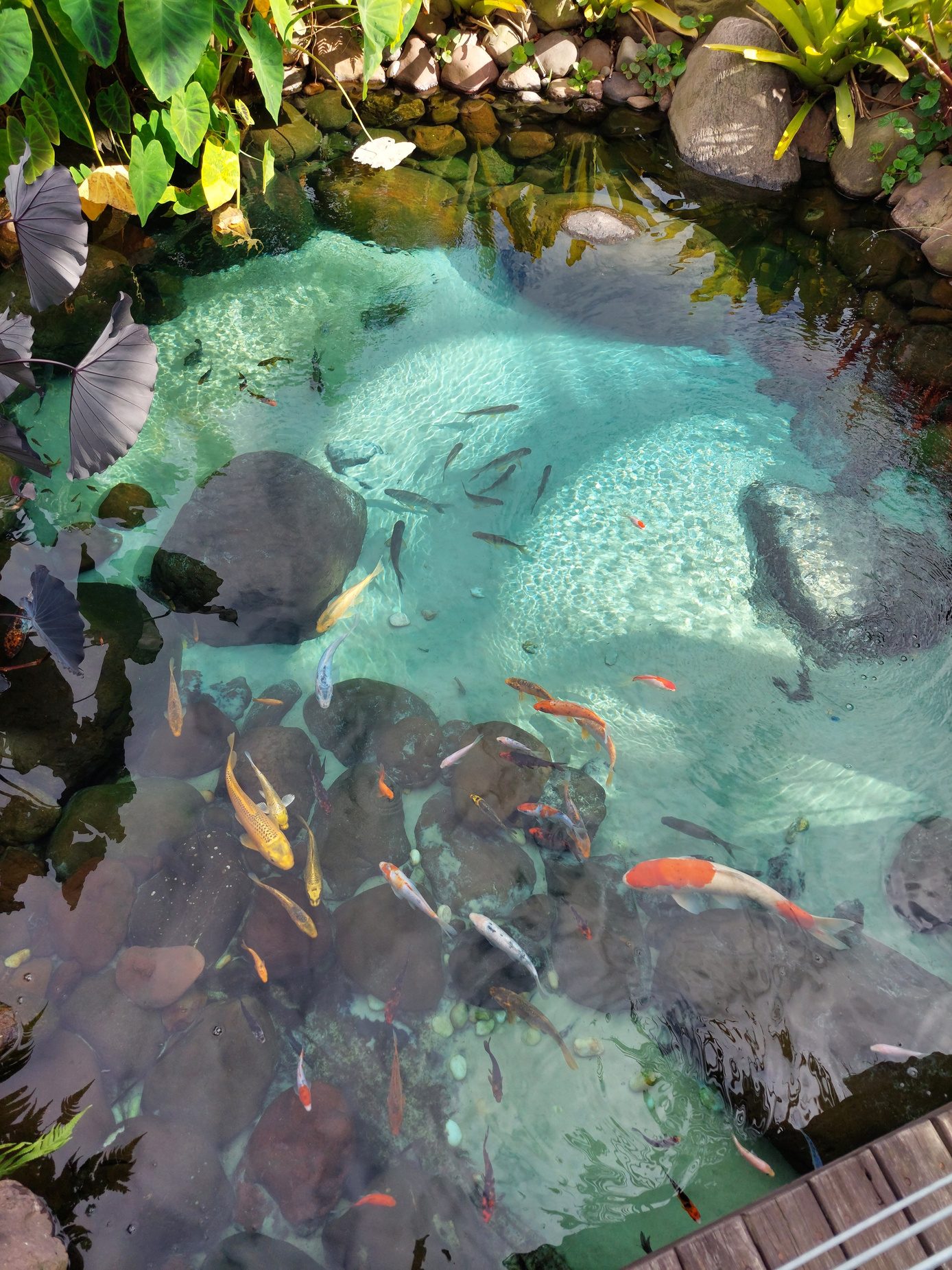 Koi swimming in clear lagoon water